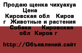 Продаю щенка чихуахуа › Цена ­ 15 000 - Кировская обл., Киров г. Животные и растения » Собаки   . Кировская обл.,Киров г.